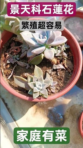 多肉植物景天科石蓮花，可食用可觀賞，繁殖容易，在花園口渴時，洗幾片葉子吃還能稍稍解渴，繁殖容易。
