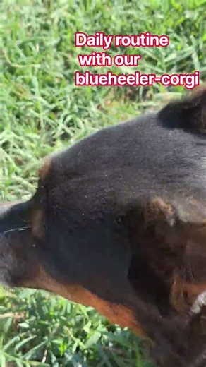Daily routine with our Bluey-corgi #fyp #trending #yt #shortvideo #shorts #shortsfeed #foryou #dog