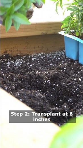 How to Grow Eggplant from Seed at Home | Easy Gardening Guide for Beginners