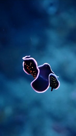 Meet the Nudibranchs 🌊🐌 These colorful sea slugs are a mesmerizing sight beneath the waves. Nudibranchs come in all shapes and sizes, and their vibrant hues serve as a warning to potential predators. Did you know they're hermaphrodites, possessing both male and female reproductive organs? 🤯 Their diet includes sponges, corals, and even other nudibranchs! Dive into the world of these fascinating creatures and discover the beauty of our oceans. 🌏💙 🛍Shop sustainable clothing at www.tropicalse