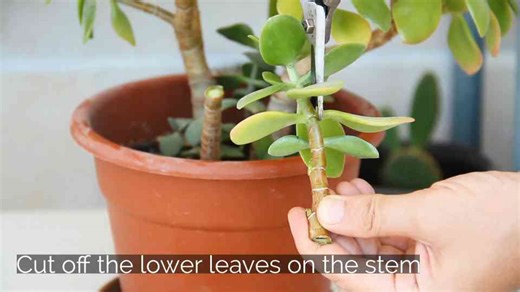 Plant jade in April, do this for faster root growth