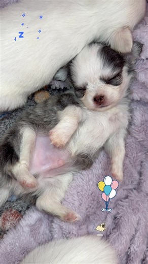 What are you dreaming about baby Rupert? ￼ | Naples Tiny Dogs
