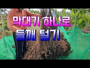 들깨터는방법 ✔막대기 하나로 간단하게 들깨털기 ✔들깨수확 들깨털기작업