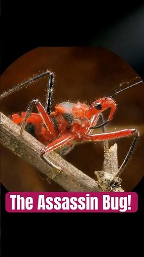 The Assassin Bug! The Insect That Drinks Its Prey 🕷️💉