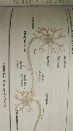 structure of a neurone #shorts #education