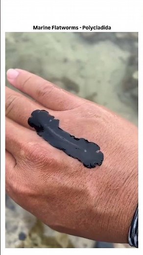 Marine flatworm - Polycladida