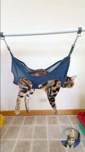 How to Easily Clip Your Cat's Nails