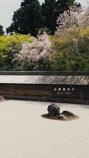 京都龍安寺の美しい日本庭園と桜