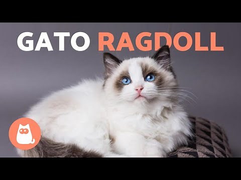 Ragdoll Cat Breed 🐱 (Characteristics, Care and Origin)