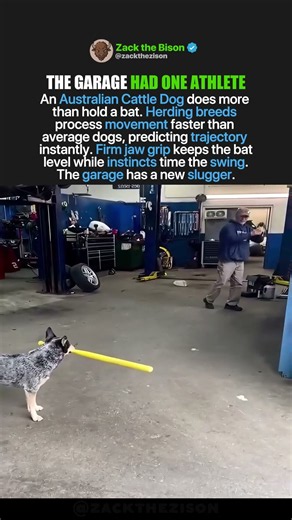 DOG WITH BONUS EQUIPMENT