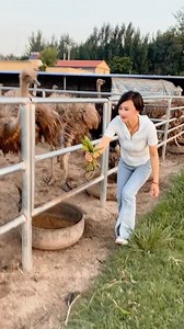Caught in the act of being ridiculously cute. It's a tough job, but someone's gotta do it. 🤷‍♀️ #FunnyBunny #SillyRabbit #DailyDoseOfCute | Adorable Fat Rabbit