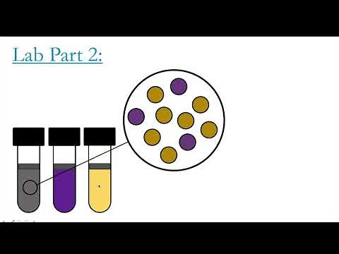 Amino Acid Decarboxylation Test