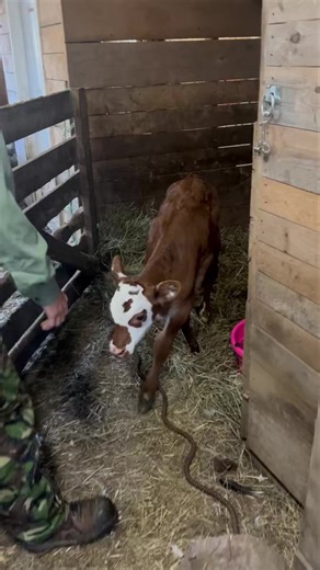 ☀️ Morning chores on the farm 🐄 Here’s a sweet little 40-second clip of Penelope reuniting with her mama Lena after the morning milking. 💕 We keep them separated overnight so we can milk Lena, and then they’re right back together again—happy calf, happy cow. 🥰 #FarmLife #CalfAndCow #MilkingShorthorn #BeldingHillFarms | Belding Hill Farms