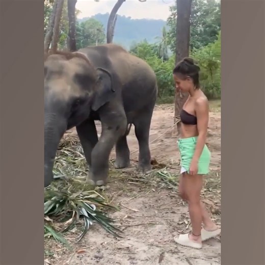 Here's me commentary on When Animals Fight Back (Vol. 13) 🎙 | Ozzy Man Reviews