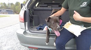 Adorable Labrador Mix Pup Is Up For Adoption, And She's Gorgeous!