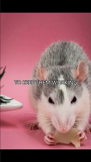 E9. The Rat Who Learned to Lie: A Dark Psychological Experiment