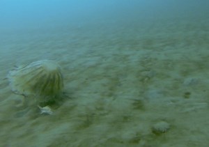 Rare Footage Captures Giant Jellyfish Living Under Arctic Ice