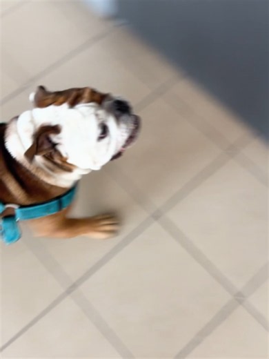 These stairs aren’t gonna scream at themselves. #dog #dogsoftiktok #butcherthebulldog #englishbulldog #funny
