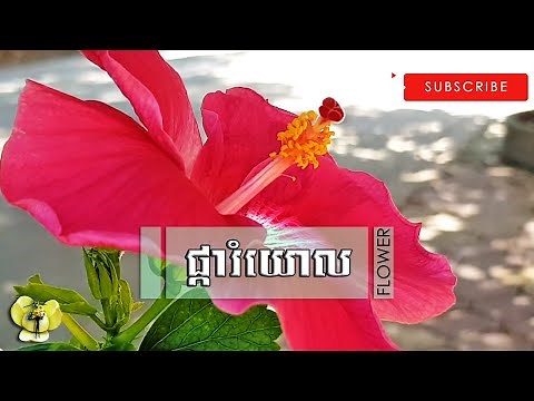 [🌹56] ផ្ការំយោល | Cambodian Flower | ឈ្មោះផ្កា ស្រុកខ្មែរ
