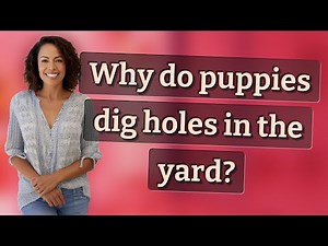 Why do puppies dig holes in the yard?
