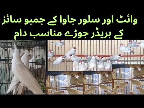 White Java|| Silver Java Sparrow| Eno Cocktail Jambo Size Breeder Pair Available | Asif Birds Farm