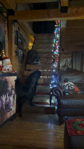 Diddles Raccoon on Instagram: "This is the greeting Diddles gets every time he wakes up ❤️ the puppies are always so excited to see him that they can’t contain themselves. He knows the sound of them scrambling to race to greet him and probably braces himself for impact 😂 but he also feels pretty special. I used to try and tell them to give him a minute to get downstairs but then quickly realized that I do the exact same thing they do when I see him 😂 #raccoons #raccoon #reels #reel #petreels #