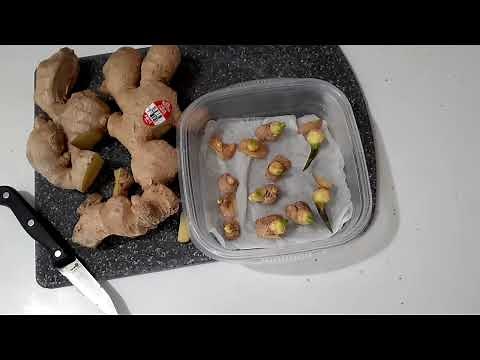 Growing store bought ginger | Interesting trick to make them root quicker