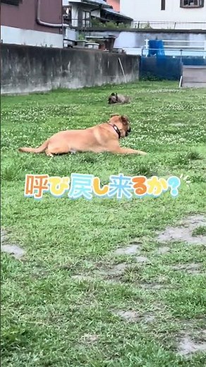 呼び戻し来るか？ピットブル×柴犬（柴ピット） #ピットブル #多頭飼い #柴犬
