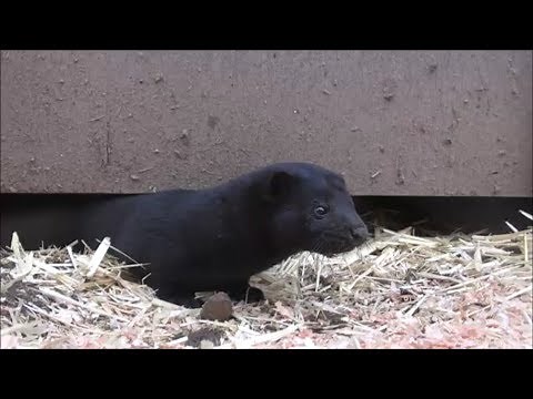 Hunting Rats with Mink and Terrier: Chicken Coop Rats