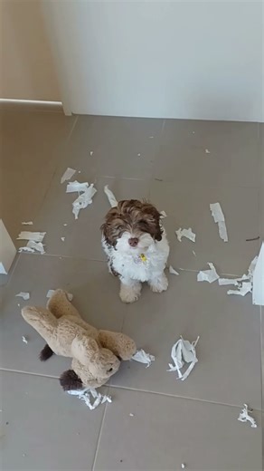 What Have You Done!? #cavoodle #cavapoo #puppy