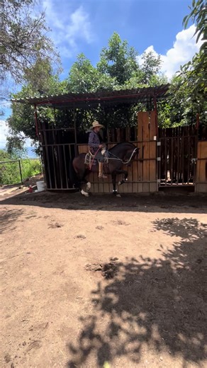 @cuadra espinoza #caballosbailadores #caballos #arrendadordecaballos