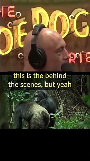 Chimpanzee Patrol | Joe Rogan Experience