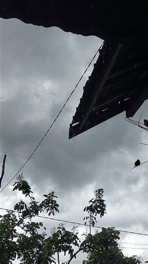 ASMR Rain in the afternoon, with gusts of wind🌧 Part #191 #relaxing #rainsounds