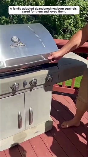 🔥🚨JUST IN: Tiny baby squirrels abandoned at birth have found a loving family.They were trembling helplessly in a hand.Now, they're happily drinking warm milk from a bottle.This is a truly heartwarming story full of hope.