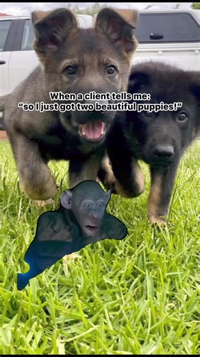 DONT GET TWO PUPPIES! Seriously, I mean it, don’t! Not only is it a lot of work but it’s also a terrible thing to do if you want to actually bond with either of the pups individually or have them socialise appropriately. Although “littermate syndrome” isn’t an actual diagnosable condition, it refers to undesirable behaviours that can occur in puppies that grow up together. Puppies can typically have trouble bonding with humans and socialising with the outside world as they are too attached to on