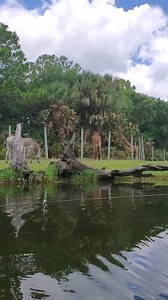 7.3K views · 218 reactions | The Brevard Zoo is one of the best zoos you'll ever explore. Besides offering several adventurous opportunities like Treetop Trek and kayaking, their animal enclosures are thoughtfully designed to make sure each animal in their care has room to roam! Just check out the open concept in the Expedition Africa exhibit. | Florida's Space Coast | Facebook