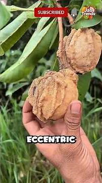 Top 5 Weirdest Fruits You Didn’t Know Existed! #fruit #fruitlovers #rarefruits
