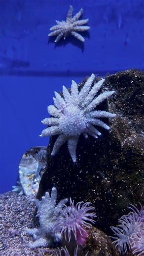 Birch Aquarium at Scripps on Instagram: "We love a little Sunflower Sea Star strut 💃🏻🌻 These struttin’ stars are part of the Cupid Cohort that spawned on Valentine’s Day 2024. #SunflowerSeaStars — including these juvenile stars shown here at #BirchAquarium — move and groove along the ocean floor using thousands of tiny, flexible tube feet beneath their arms. These help them sense their surroundings, find food and stick to almost any surface! Be sure to follow our star-studded friends at @cala