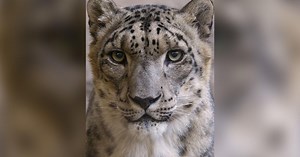 Sacramento Zoo to say goodbye to beloved snow leopard