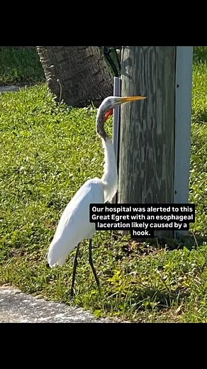 We're happy to share this recent success story! 🥳 This Great Egret was spotted near the Dunedin Causeway with a significant esophageal laceration that required immediate intervention. The egret was still fully flighted, so capture was going to be a little more tricky. Our friend Kim Begay was able to capture her, and brought her into care. Thankfully the laceration looked worse than it actually was, and our hospital staff were able to repair it. After a few weeks of monitoring, we were thrilled