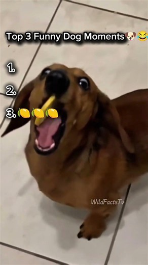 🔥Top 3 Funniest Dog Moments #2 🐶😂