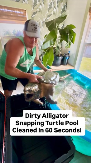 94K views · 2.1K reactions | Dirty Alligator Snapping Turtle Pool Cleaned In 60 Seconds! | Corbin Maxey | Facebook