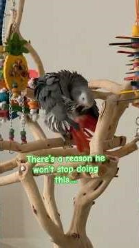Rate his grooming skills 1–10 😂 #talkingparot #funnyparrot
