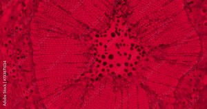 Thriller red plant stem with floating microorganisms and bacteria under a microscope. Moving cells under a microscope. Germs under a scope. Horror biology experiment under a cinematic scope