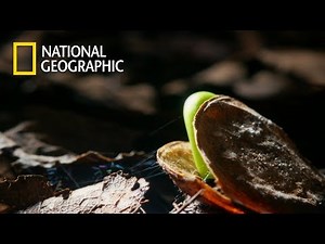 When 27M Tons of African Dust falls upon Amazon｜National Geographic