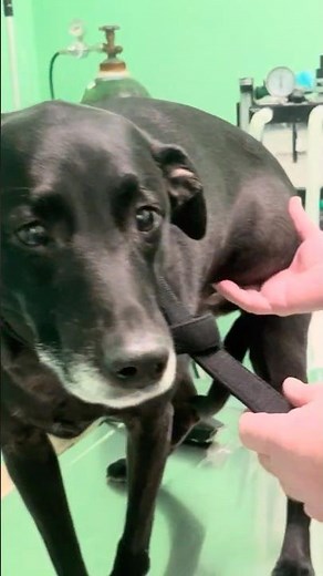 Lipoma Resection and Dental Cleaning #veterinarysurgery
