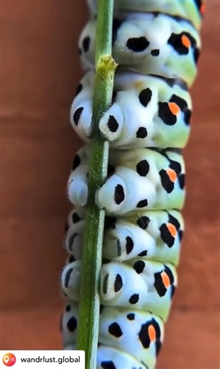 1K views · 19 reactions | The Swallowtail Caterpillar Swallowtail...