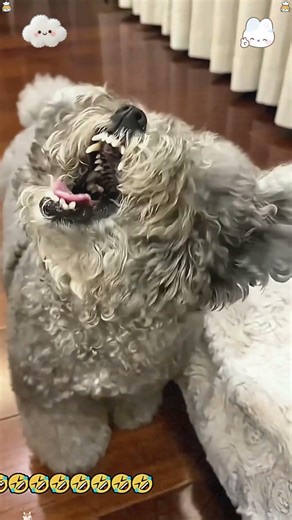 The Dramatic Dog Eating#dog #pet #funnyvideo #foryou #fyp
