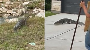 Here's one way to get a gator off your front porch...
