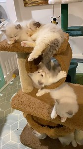 Cute Ragdoll kittens 😂😂 | Softnsweet Ragdoll Cats